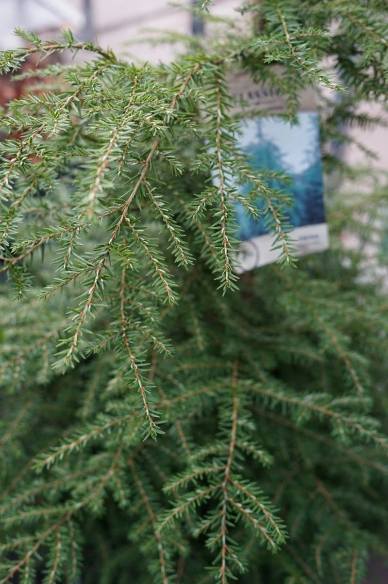 Hemlockspar (Tsuga Canadensis) 3 Hemlockspar (Tsuga Canadensis)