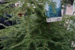 Hemlockspar (Tsuga Canadensis) 35 Hemlockspar (Tsuga Canadensis) -Tuinplanten Winkel tsuga canadensis lm013