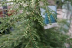 Hemlockspar (Tsuga Canadensis) 34 Hemlockspar (Tsuga Canadensis) -Tuinplanten Winkel tsuga canadensis lm02