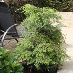 Hemlockspar (Tsuga Canadensis) 33 Hemlockspar (Tsuga Canadensis) -Tuinplanten Winkel tsuga canadensis