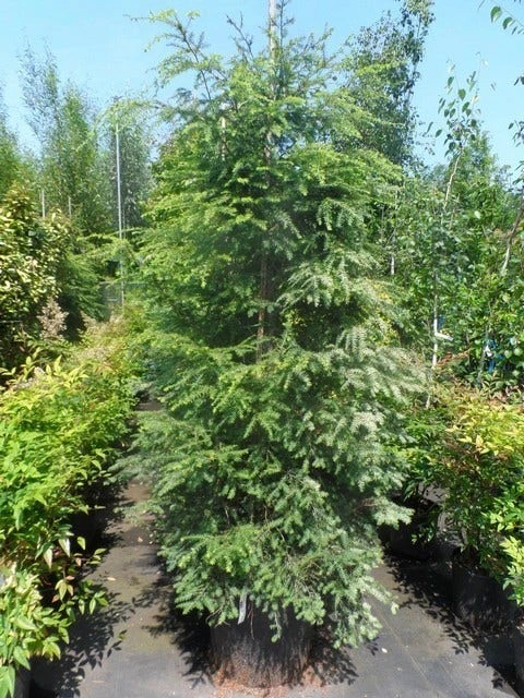 Hemlockspar (Tsuga Canadensis) 10 Hemlockspar (Tsuga Canadensis) - Afbeelding 8