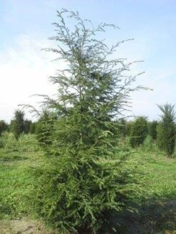 Hemlockspar (Tsuga Canadensis) 28 Hemlockspar (Tsuga Canadensis) -Tuinplanten Winkel tsuga canadensis 200 250