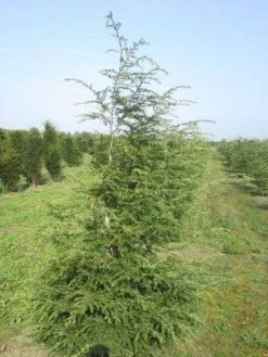 Hemlockspar (Tsuga Canadensis) 27 Hemlockspar (Tsuga Canadensis) -Tuinplanten Winkel tsuga canadensis 200 250 1