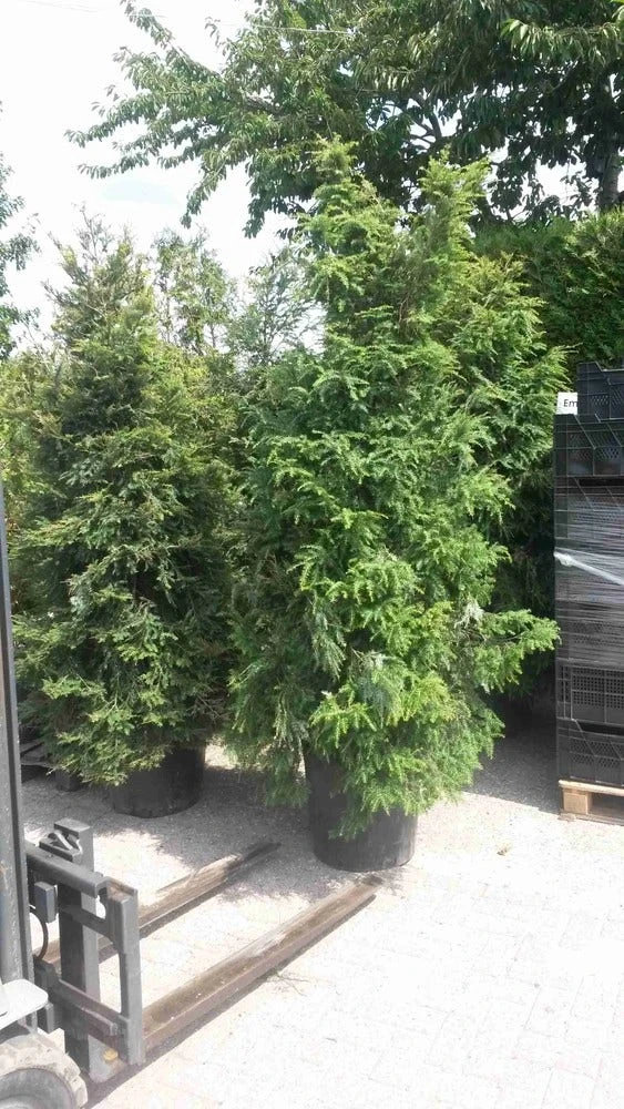 Hemlockspar (Tsuga Canadensis) 13 Hemlockspar (Tsuga Canadensis) - Afbeelding 11