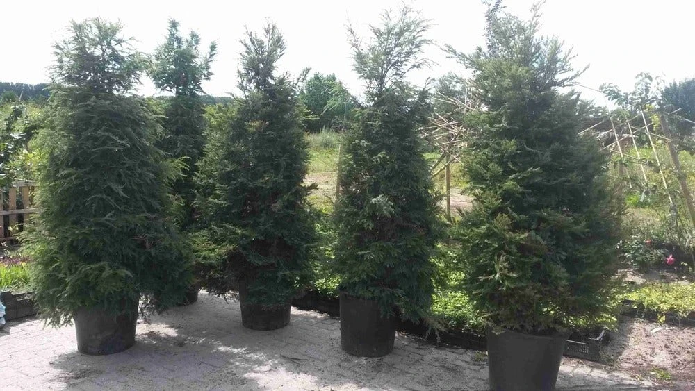 Hemlockspar (Tsuga Canadensis) 14 Hemlockspar (Tsuga Canadensis) - Afbeelding 12