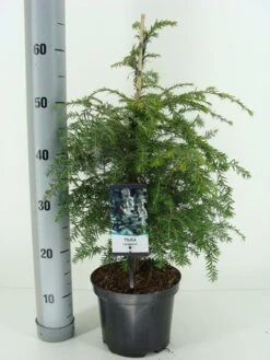 Hemlockspar (Tsuga Canadensis) 31 Hemlockspar (Tsuga Canadensis) -Tuinplanten Winkel tsuga canadensis c3 m