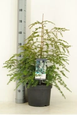 Hemlockspar (Tsuga Canadensis) 32 Hemlockspar (Tsuga Canadensis) -Tuinplanten Winkel tsuga canadensis c5 m