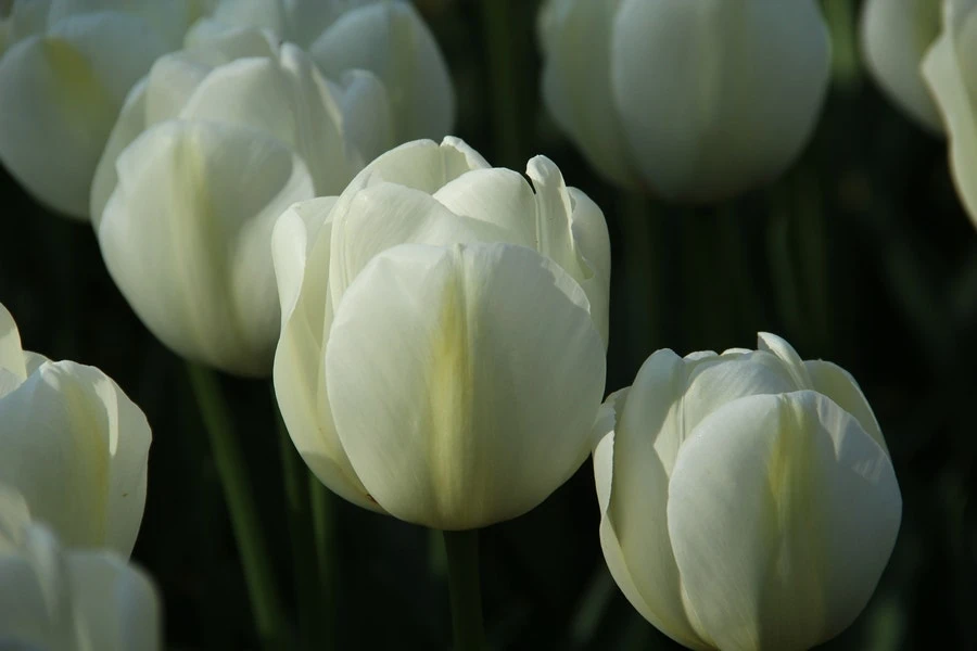 Tulp (Tulipa 'Angels Wish', Enkel Laat) 4 Tulp (Tulipa 'Angels Wish', Enkel Laat) - Afbeelding 2