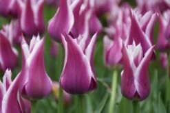 Tulp (Tulipa 'Ballade') -Tuinplanten Winkel tulipa ballade 1