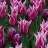 Tulp (Tulipa 'Ballade') -Tuinplanten Winkel tulipa ballade met purpleflag 1