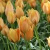 Tulp (Tulipa Batalinii 'Bright Gem') -Tuinplanten Winkel tulipa batalinii brightgem1 1