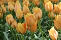 Tulp (Tulipa Batalinii 'Bright Gem')