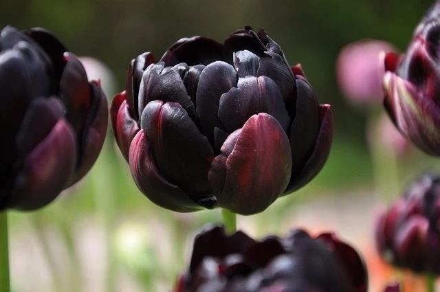 Tulp (Tulipa 'Black Hero', Dubbele Tulpen) 4 Tulp (Tulipa 'Black Hero', Dubbele Tulpen) - Afbeelding 2