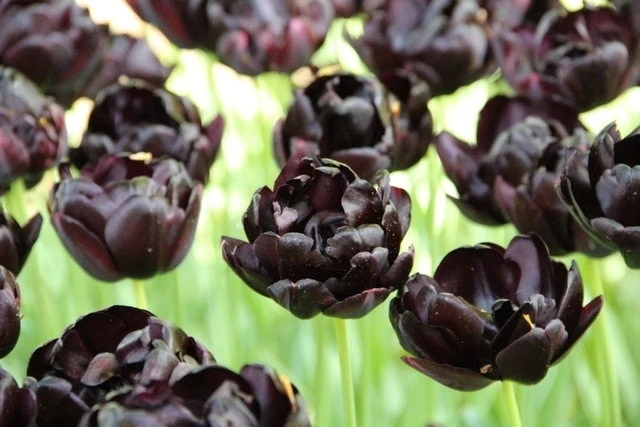 Tulp (Tulipa 'Black Hero', Dubbele Tulpen) 3 Tulp (Tulipa 'Black Hero', Dubbele Tulpen)