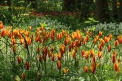 Tulp (Tulipa Clusiana Chrysantha 'Tubergens Gem')
