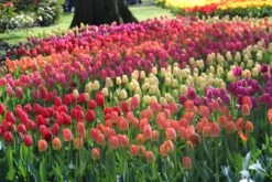 Tulp (Tulipa Darwin Hybride Mix)