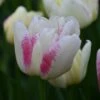 Tulp (Tulipa 'Double Shake') 2 Tulp (Tulipa 'Double Shake') -Tuinplanten Winkel tulipa double shake 4