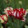 Tulp (Tulipa 'Estella Rijnveld, Parkiet') -Tuinplanten Winkel tulipa estellarijnveld 2