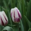 Tulp (Tulipa 'Flaming Flag') 2 Tulp (Tulipa 'Flaming Flag') -Tuinplanten Winkel tulipa flaming flag 3