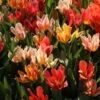 Tulp (Tulipa 'Fun Colors ®) -Tuinplanten Winkel tulipa fun color 1