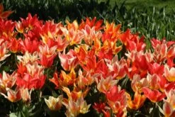Tulp (Tulipa 'Fun Colors ®) -Tuinplanten Winkel tulipa fun colors 15