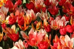 Tulp (Tulipa 'Fun Colors ®) -Tuinplanten Winkel tulipa fun colors 6