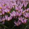 Tulp (Tulipa Humilis) 1 Tulp (Tulipa Humilis) -Tuinplanten Winkel tulipa humilis 6
