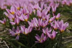 Tulp (Tulipa Humilis)