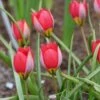 Tulp (Tulipa Humilis 'Red Beauty') -Tuinplanten Winkel tulipa humilis red beauty 3