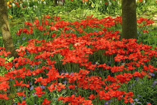 Tulp (Tulipa Linifolia) 4 Tulp (Tulipa Linifolia) - Afbeelding 2