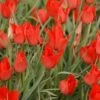 Tulp (Tulipa Linifolia) -Tuinplanten Winkel tulipa linifolia 5
