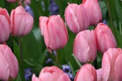 Tulp (Tulipa 'Mystic Van Eijk') -Tuinplanten Winkel tulipa mystic van eijk 5