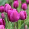 Tulp (Tulipa 'Negrita') -Tuinplanten Winkel tulipa negrita 1