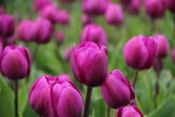Tulp (Tulipa 'Negrita') -Tuinplanten Winkel tulipa negrita 2