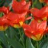 Tulp (Tulipa 'Oracle') -Tuinplanten Winkel tulipa oracle 3