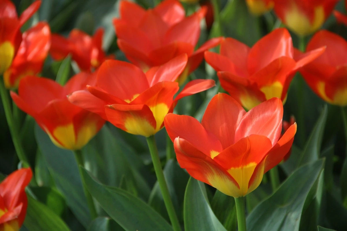 Tulp (Tulipa 'Oracle') 3 Tulp (Tulipa 'Oracle')