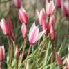 Tulp (Tulipa 'Peppermintstick') 1 Tulp (Tulipa 'Peppermintstick') -Tuinplanten Winkel tulipa peppermintstick 1