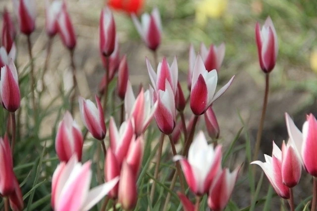 Tulp (Tulipa 'Peppermintstick') 4 Tulp (Tulipa 'Peppermintstick') - Afbeelding 2