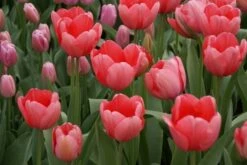 Tulp (Tulipa 'Pink Impression', Darwin) -Tuinplanten Winkel tulipa pinkimpression