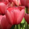 Tulp (Tulipa 'Pink Impression', Darwin) -Tuinplanten Winkel tulipa pinkimpression 2