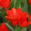 Tulp (Tulipa Praestans 'Füsilier') -Tuinplanten Winkel tulipa praestans fusilier 1
