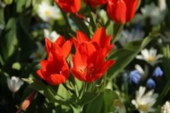 Tulp (Tulipa Praestans 'Füsilier') 7 Tulp (Tulipa Praestans 'Füsilier') -Tuinplanten Winkel tulipa praestans fusilier 3