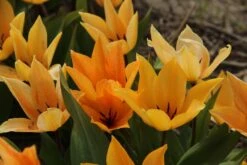Tulp (Tulipa Praestans ‘Shogun’®) -Tuinplanten Winkel tulipa praestans shogun 4