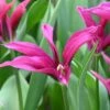 Tulp (Tulipa 'Purple Doll') 2 Tulp (Tulipa 'Purple Doll') -Tuinplanten Winkel tulipa purple doll 1