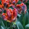 Tulp (Tulipa 'Rasta Parrot') -Tuinplanten Winkel tulipa rasta parrot 7