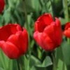 Tulp (Tulipa 'Red Impression', Darwin) -Tuinplanten Winkel tulipa redimpression 13