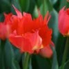 Tulp (Tulipa 'Robbedoes') 2 Tulp (Tulipa 'Robbedoes') -Tuinplanten Winkel tulipa robbedoes 4