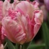 Tulp (Tulipa 'Silver Parrot') 1 Tulp (Tulipa 'Silver Parrot') -Tuinplanten Winkel tulipa silver parrot 1