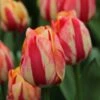 Tulp (Tulipa 'Spryng Break', Triumph) -Tuinplanten Winkel tulipa spryngbreak 3