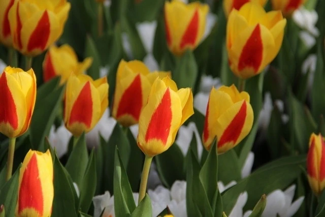 Tulp (Tulipa 'Stresa') 4 Tulp (Tulipa 'Stresa') - Afbeelding 2